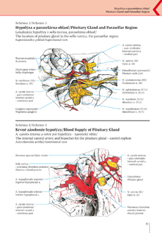 Topografická anatómia ťažko prístupných a klinicky významných oblastí hlavy - hypofýza a paraselárna oblasť